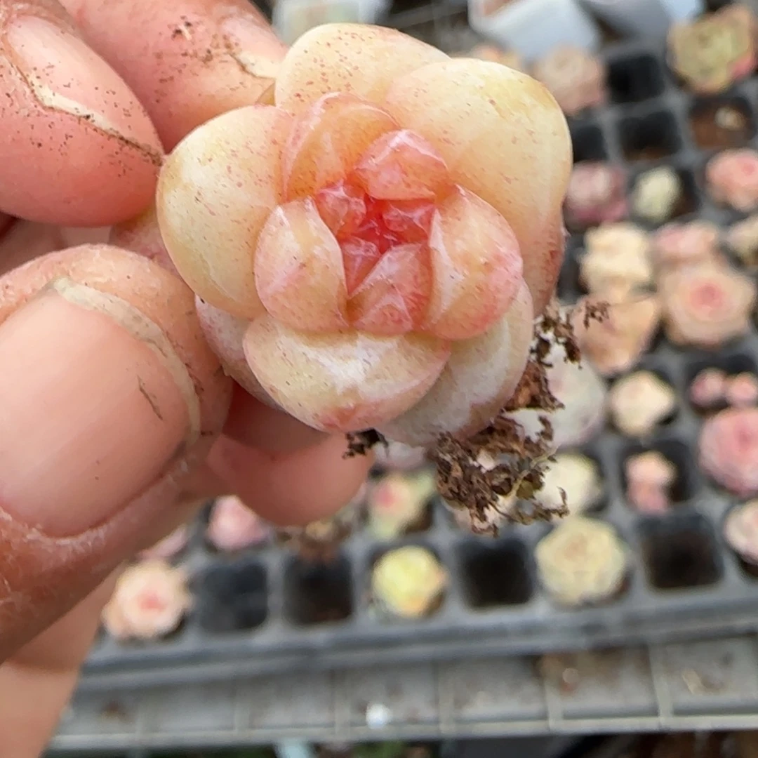 多肉小卡拉米糖心一物一拍