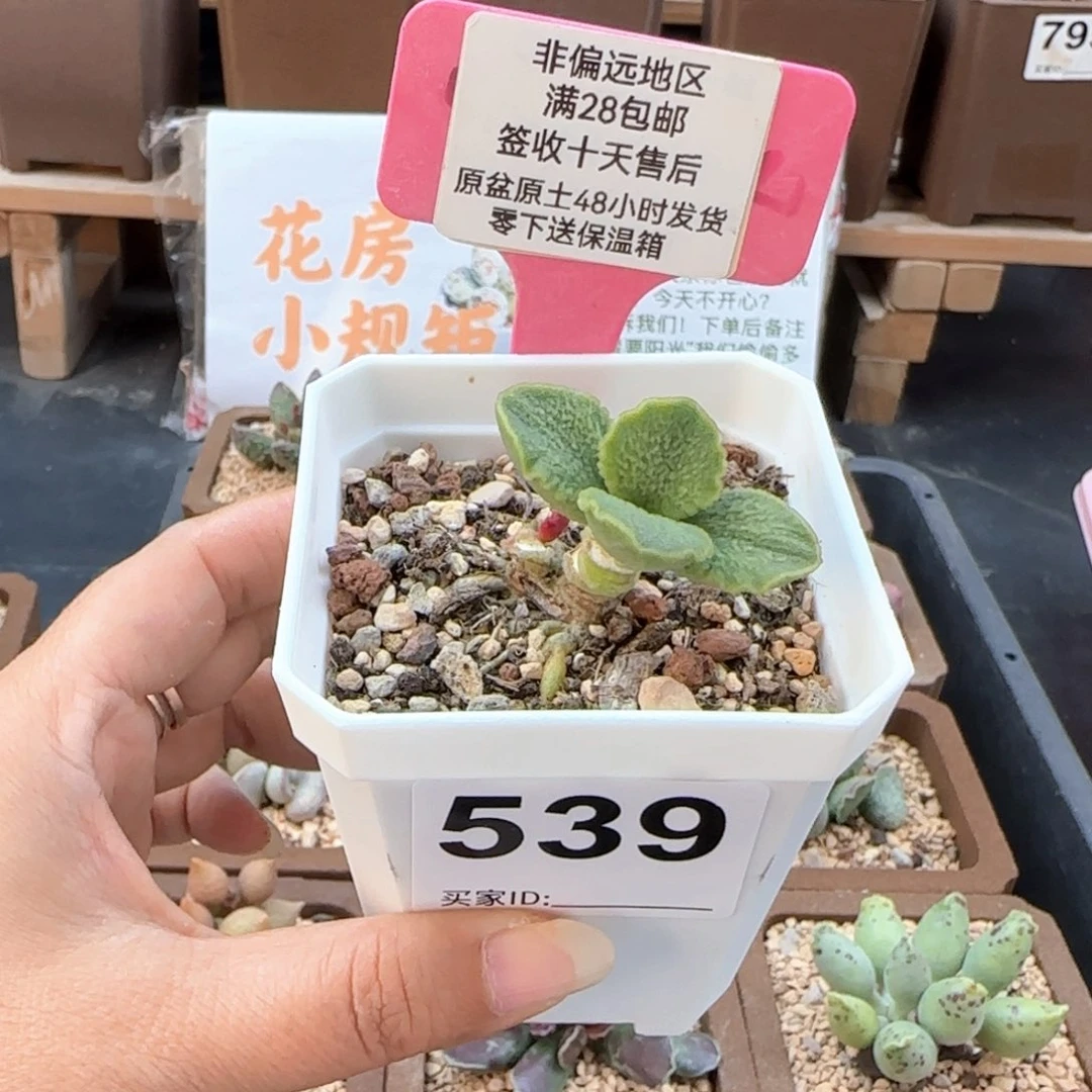 539凤羽多肉植物