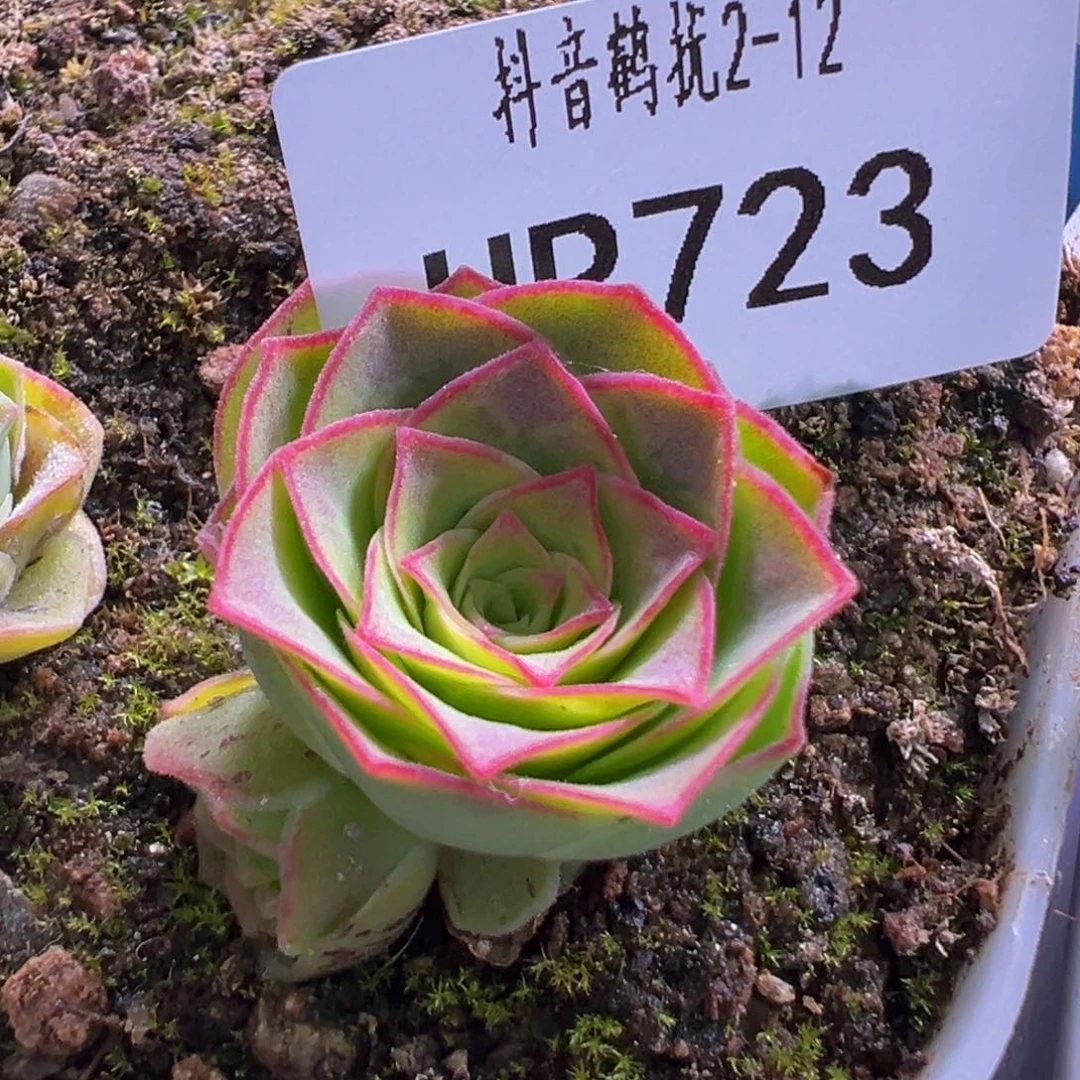 HR723虎毛X各种福利