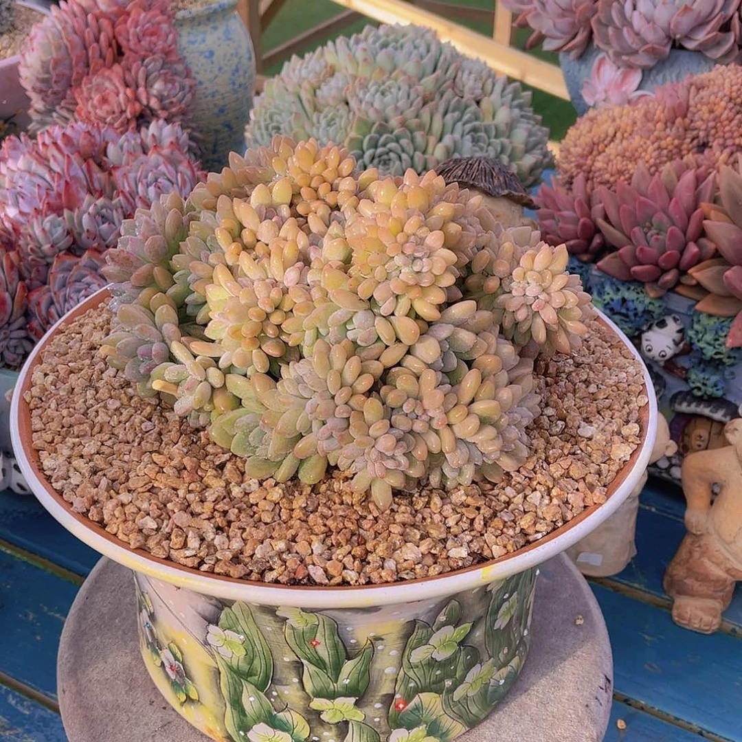 海*多肉白露缀带盆