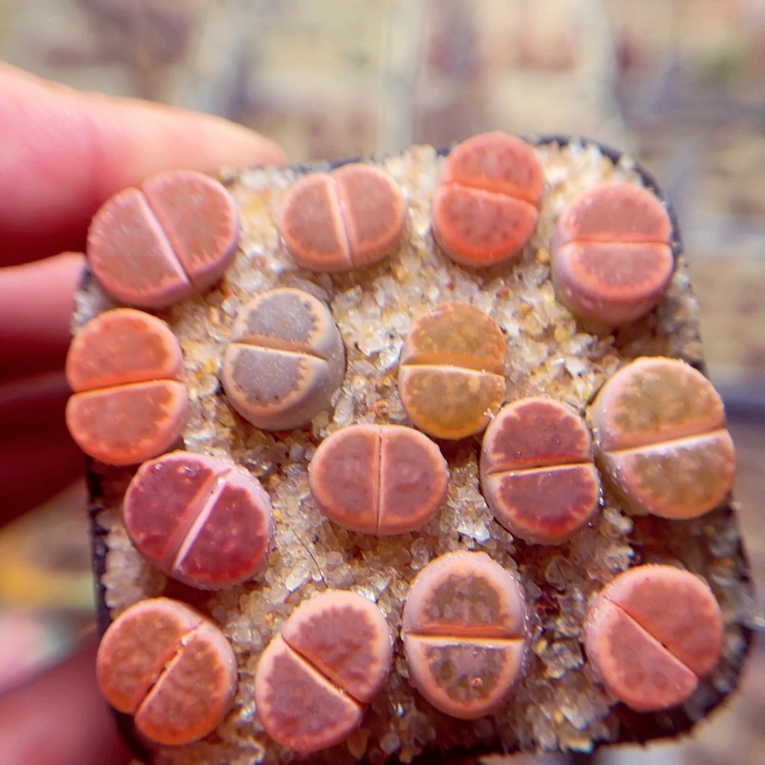 257号带盆包邮发货