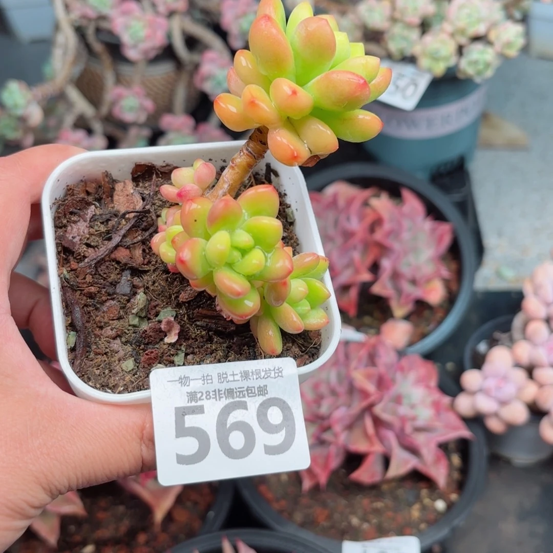 香格里拉无盆土发货