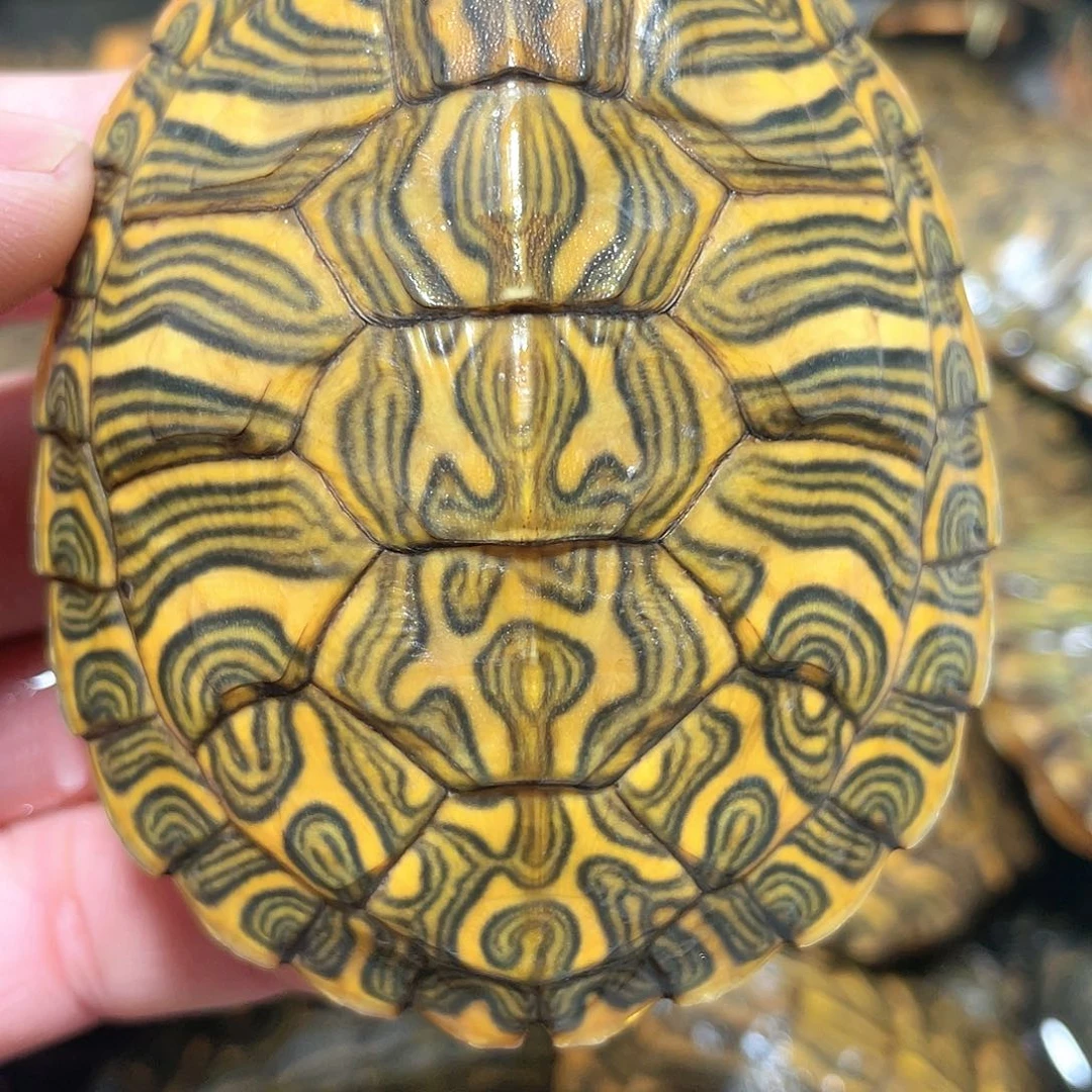 宠物龟不分公母7.5