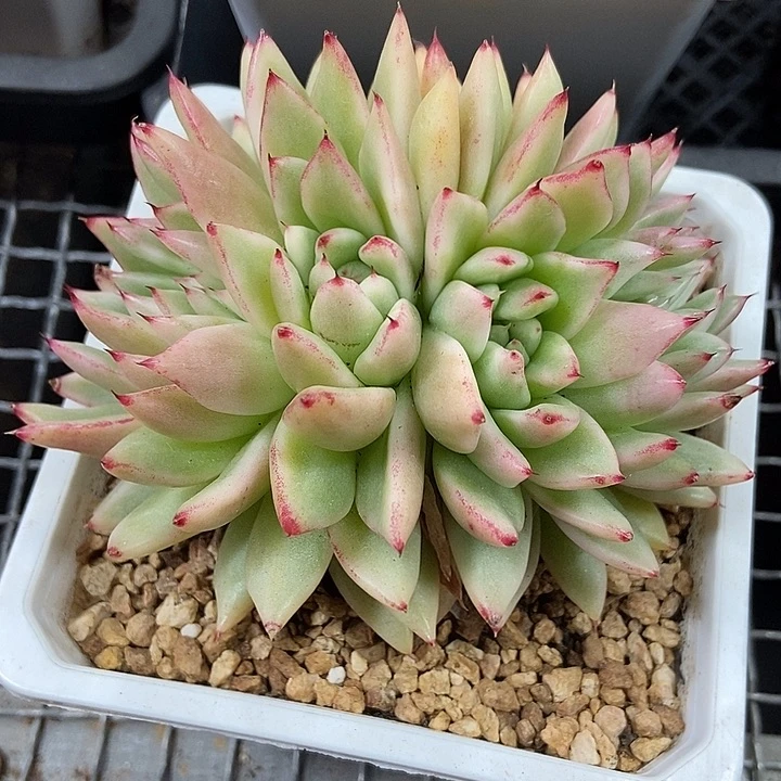 东云锦缀化多肉植物