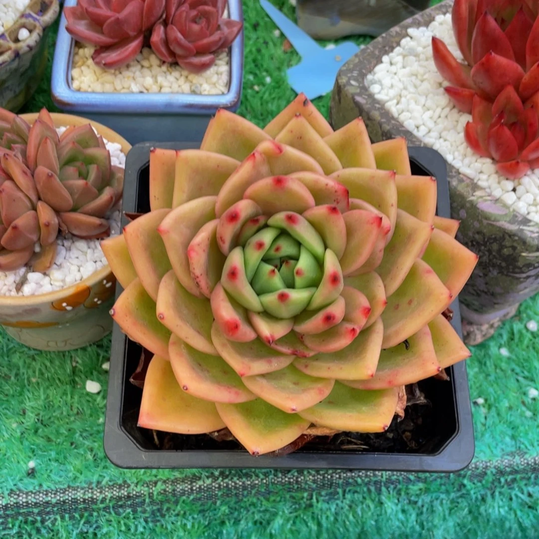 萝****多肉植物盆栽多肉