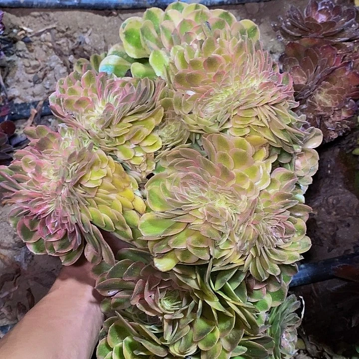 多肉植物保护研究所