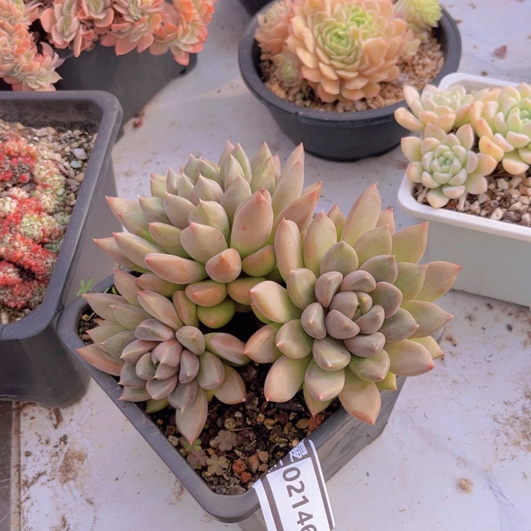 红象牙多肉植物02146