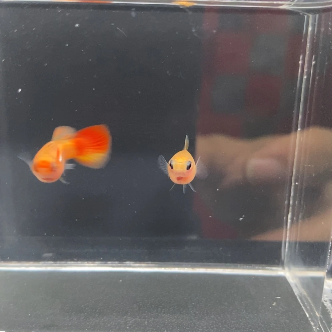 孔雀鱼皇家落日玻璃猫一对