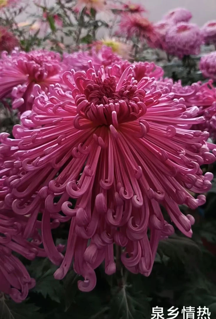 菊花苗【泉乡情热】 对版发货 大菊多年生盆栽地载花卉绿植