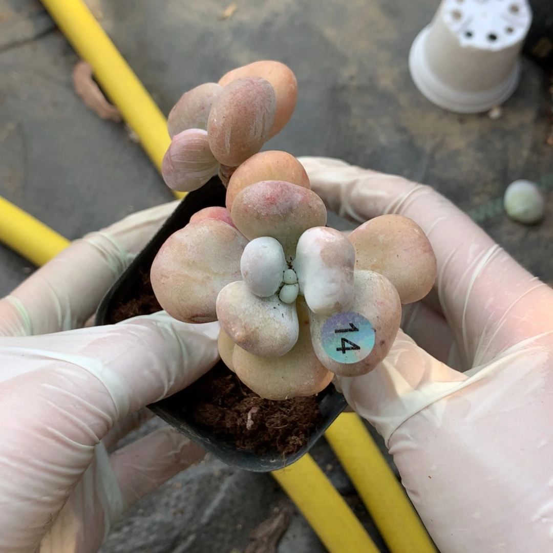 双头黄油油煎奶酪14