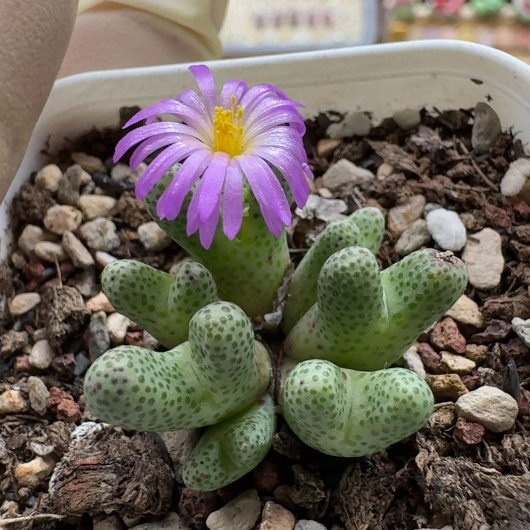 0929-033斑马小群