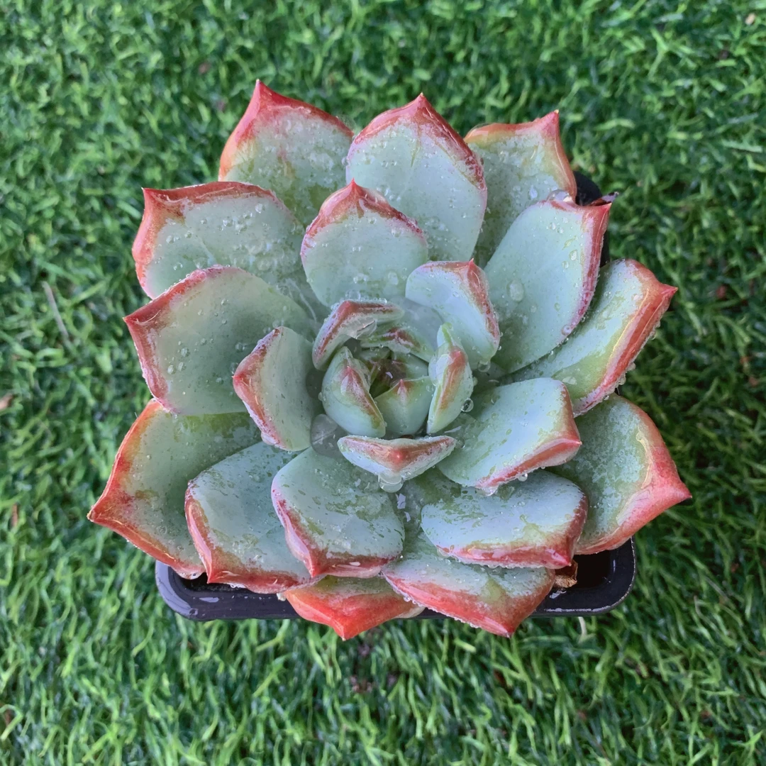 红拉糖单头【花界草堂】精品多肉阳台盆栽新手易养双11一单包邮