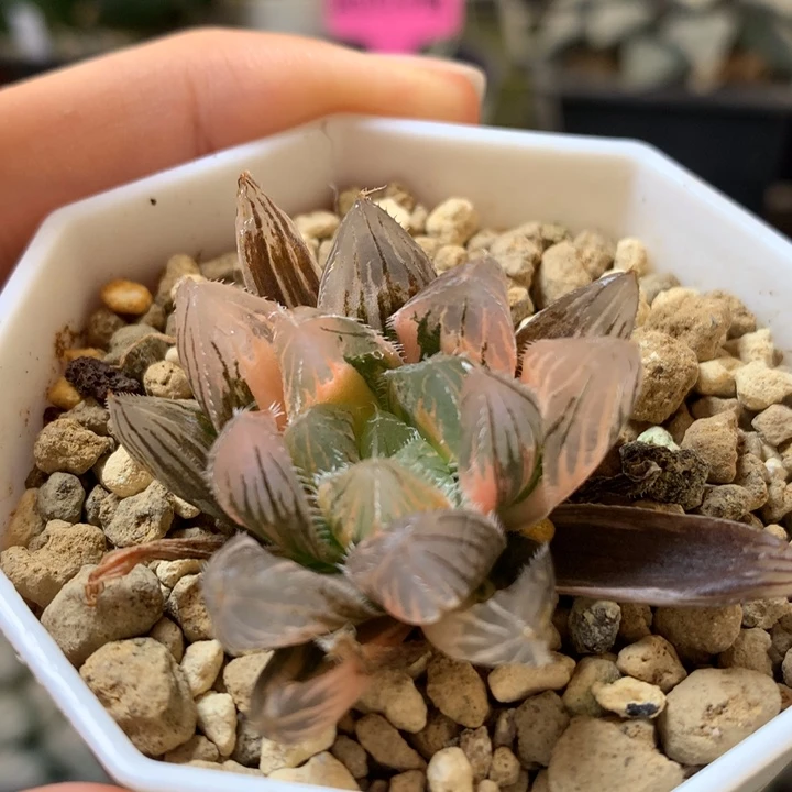 巨大赤线玉露锦dai er nv t