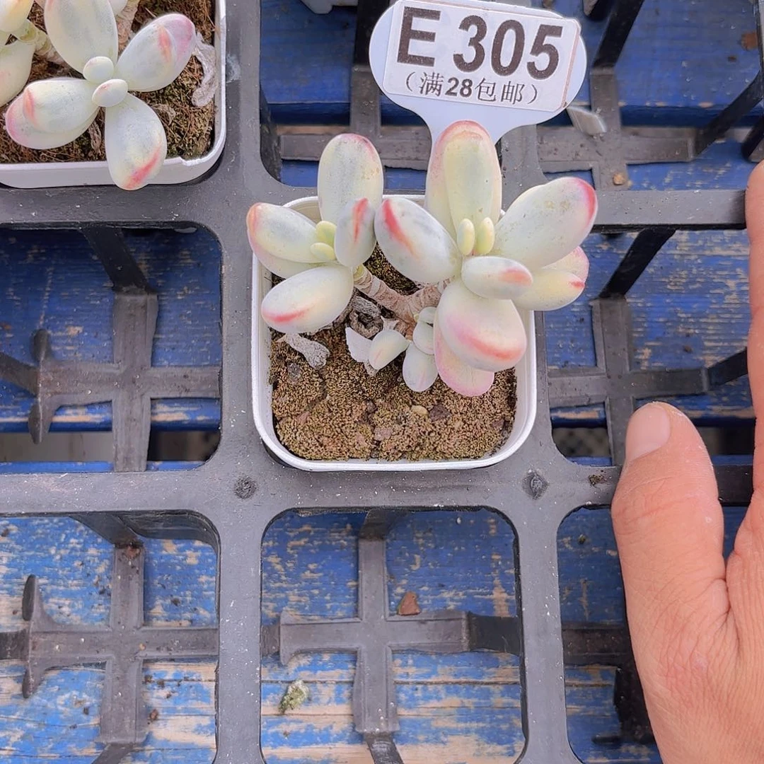 E305乒乓锦一物一拍