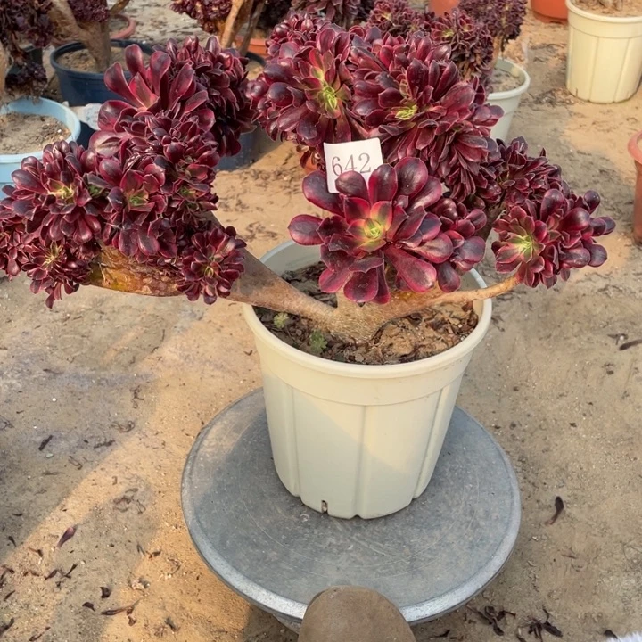 君***兰642号美杜莎法师缀化