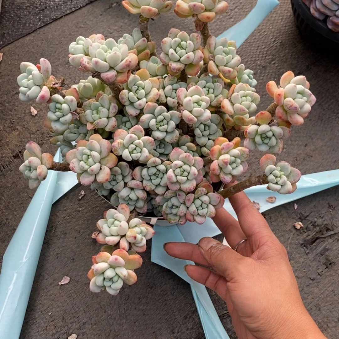 两单包邮1115-40劳尔