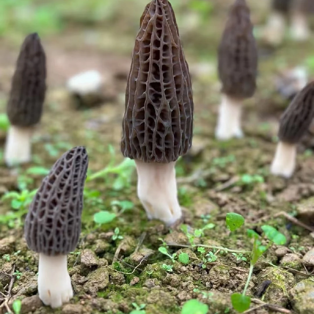 羊肚菌每份约250克