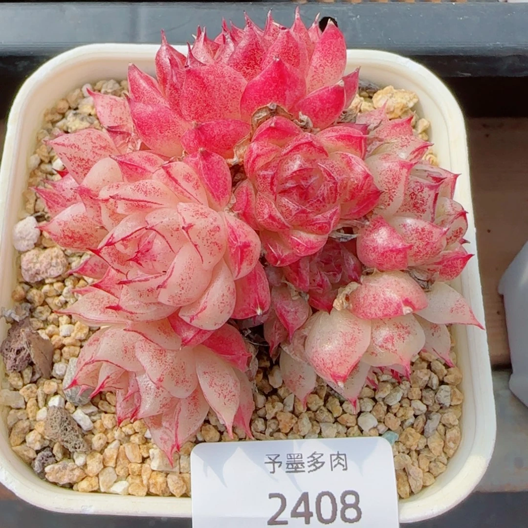 麦秆群，2408带盆发不包整