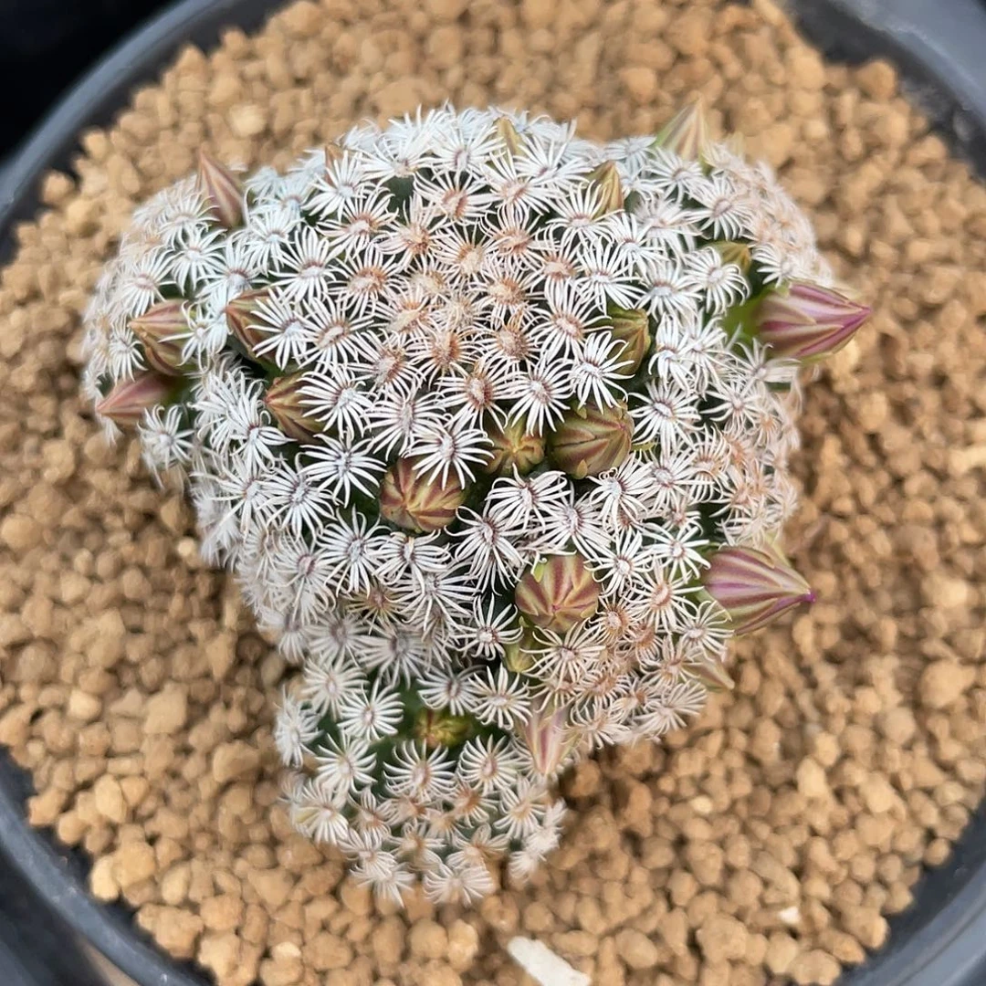 仙人球乳突属克氏丸群5.4厘米