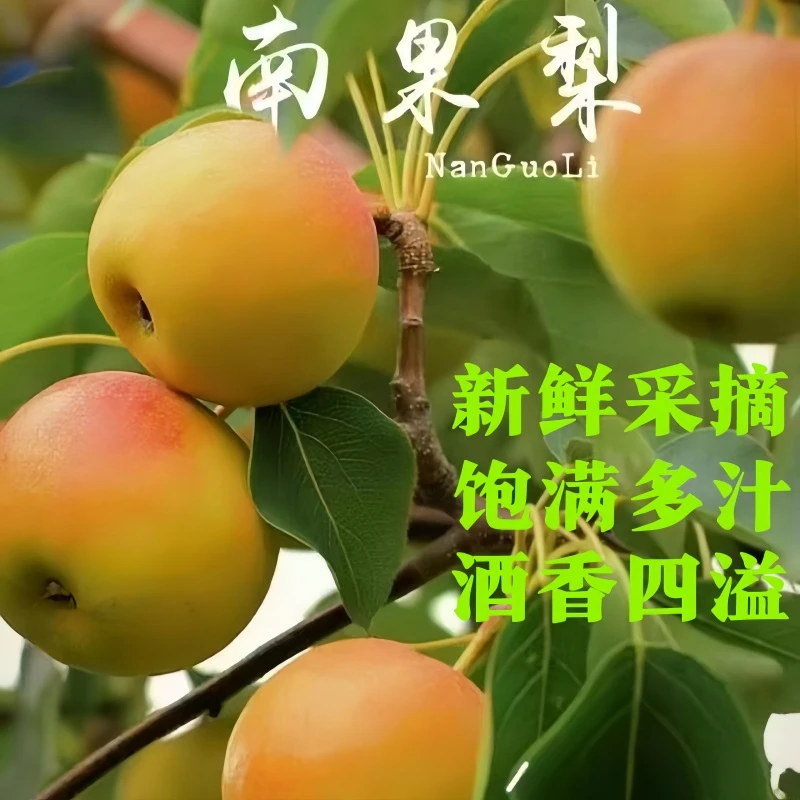 【25年现货】正宗鞍山南果梨皮薄多汁东北醉梨当季新鲜水果新鲜梨子