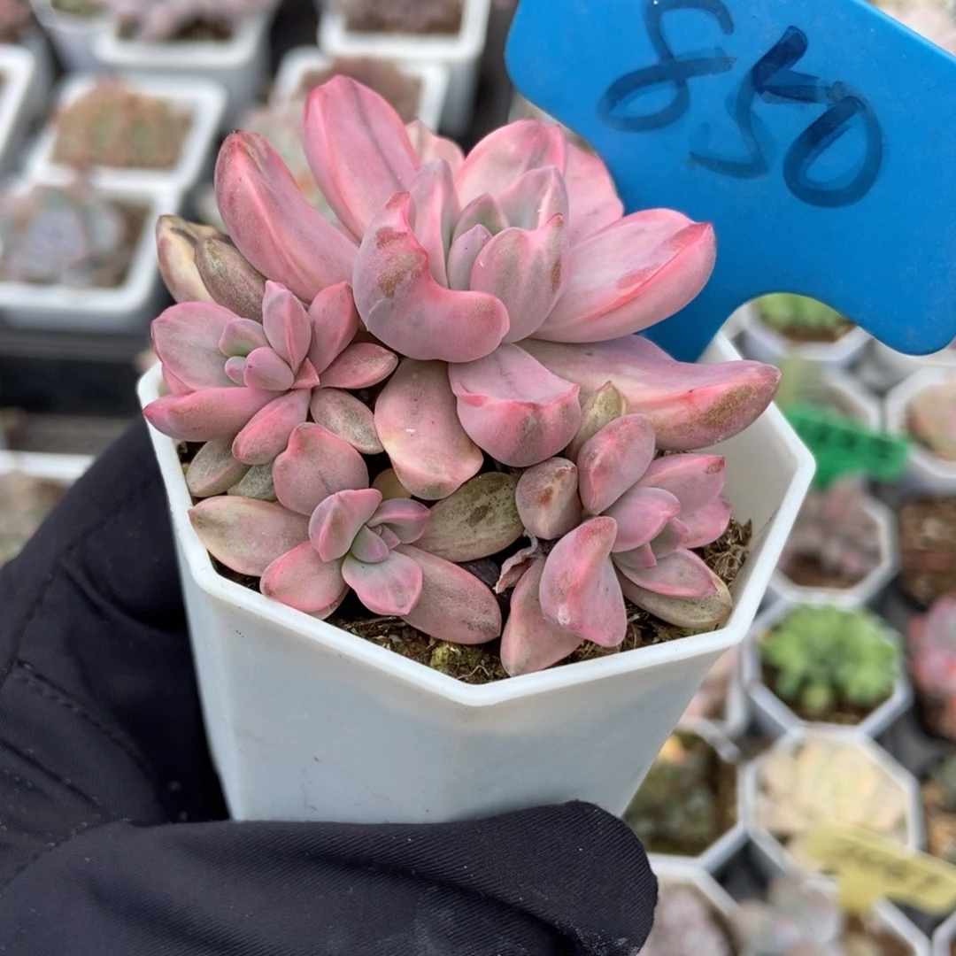 850彩虹糖锦多肉植物