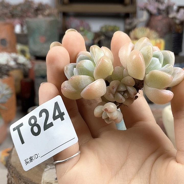 紫砂花盆吒****子多肉 陶瓷花盆