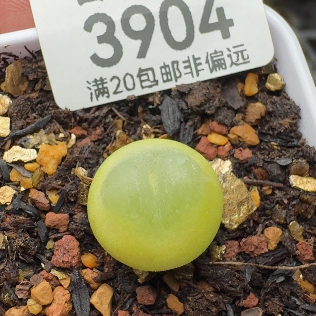 拉登1.5➕脱土1200