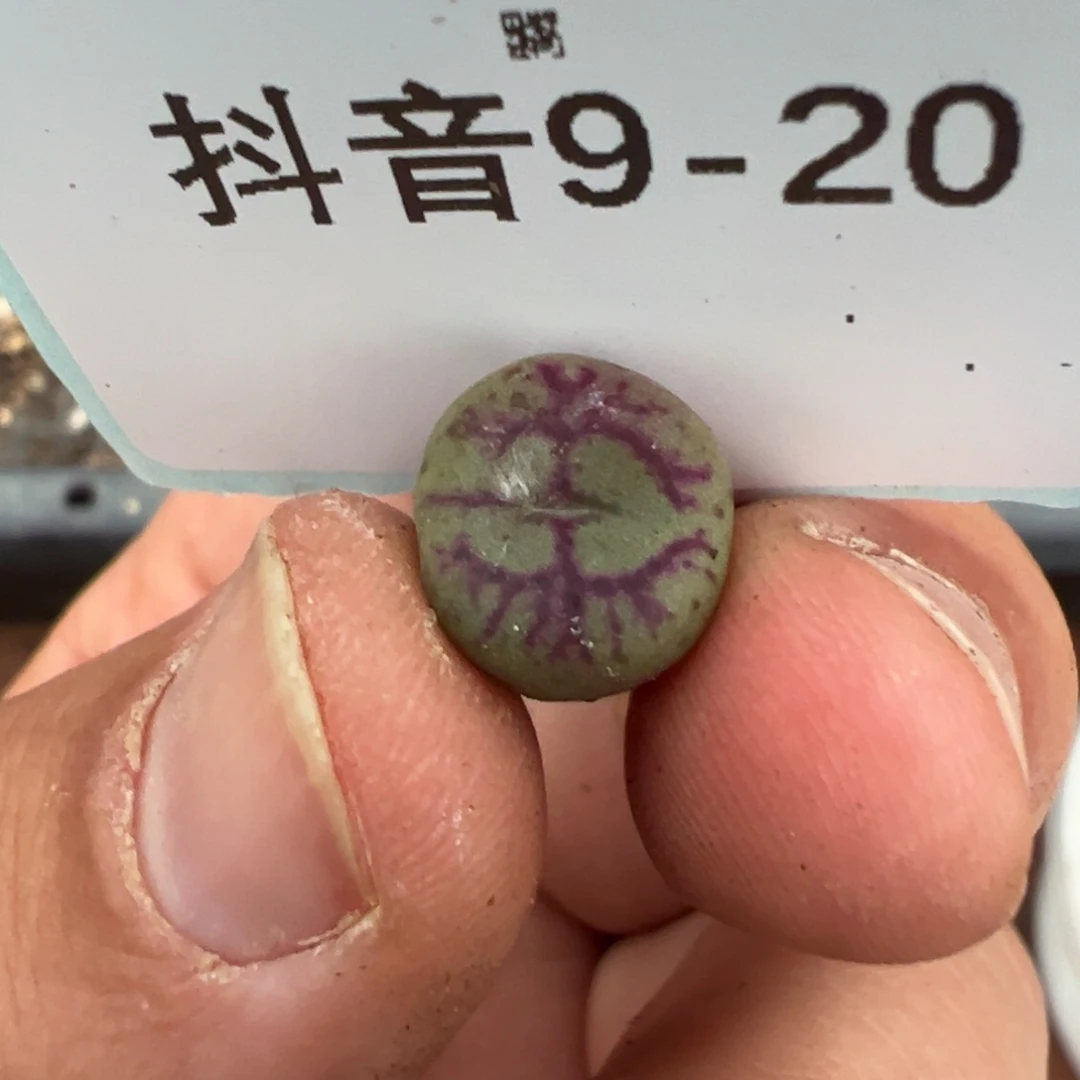 9-20肉锥多肉植物