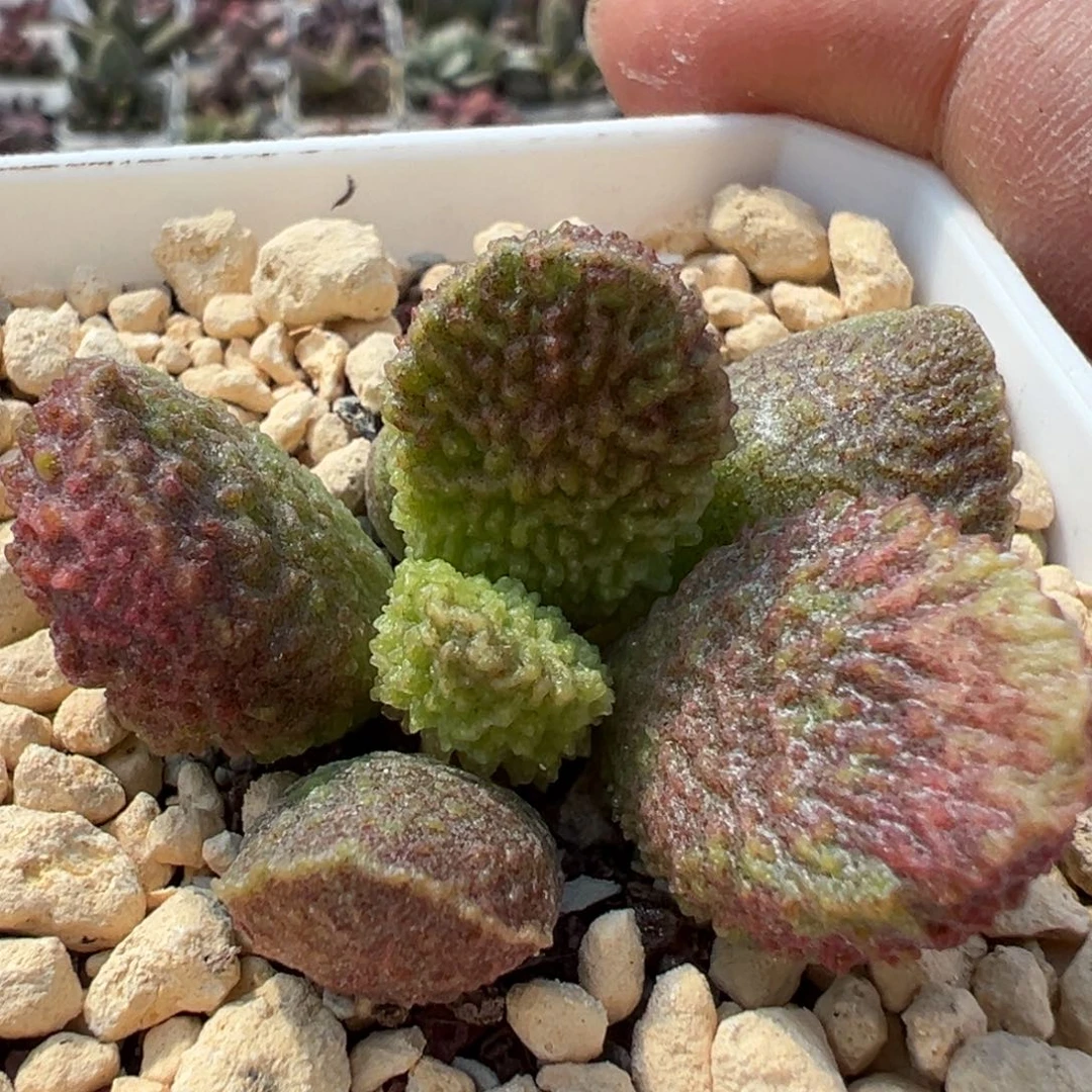 实生新品多肉植物水泡