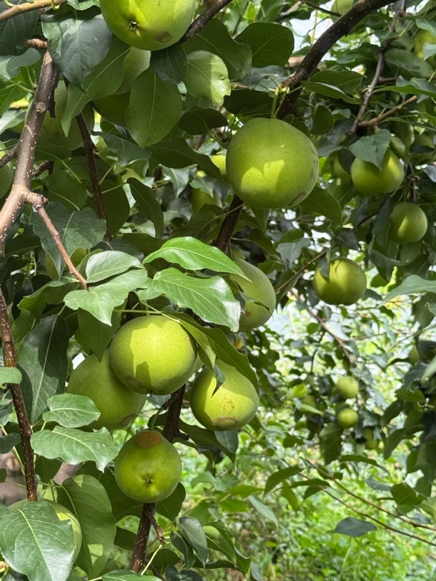 桥林果园新鲜应季肉质细嫩水份充足青皮梨