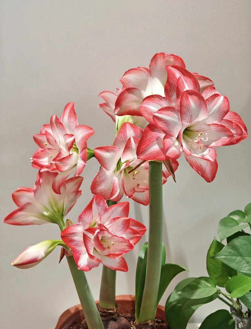 花孔雀自然球重瓣朱顶红种球大球四季开花好养活室内阳台盆栽花卉