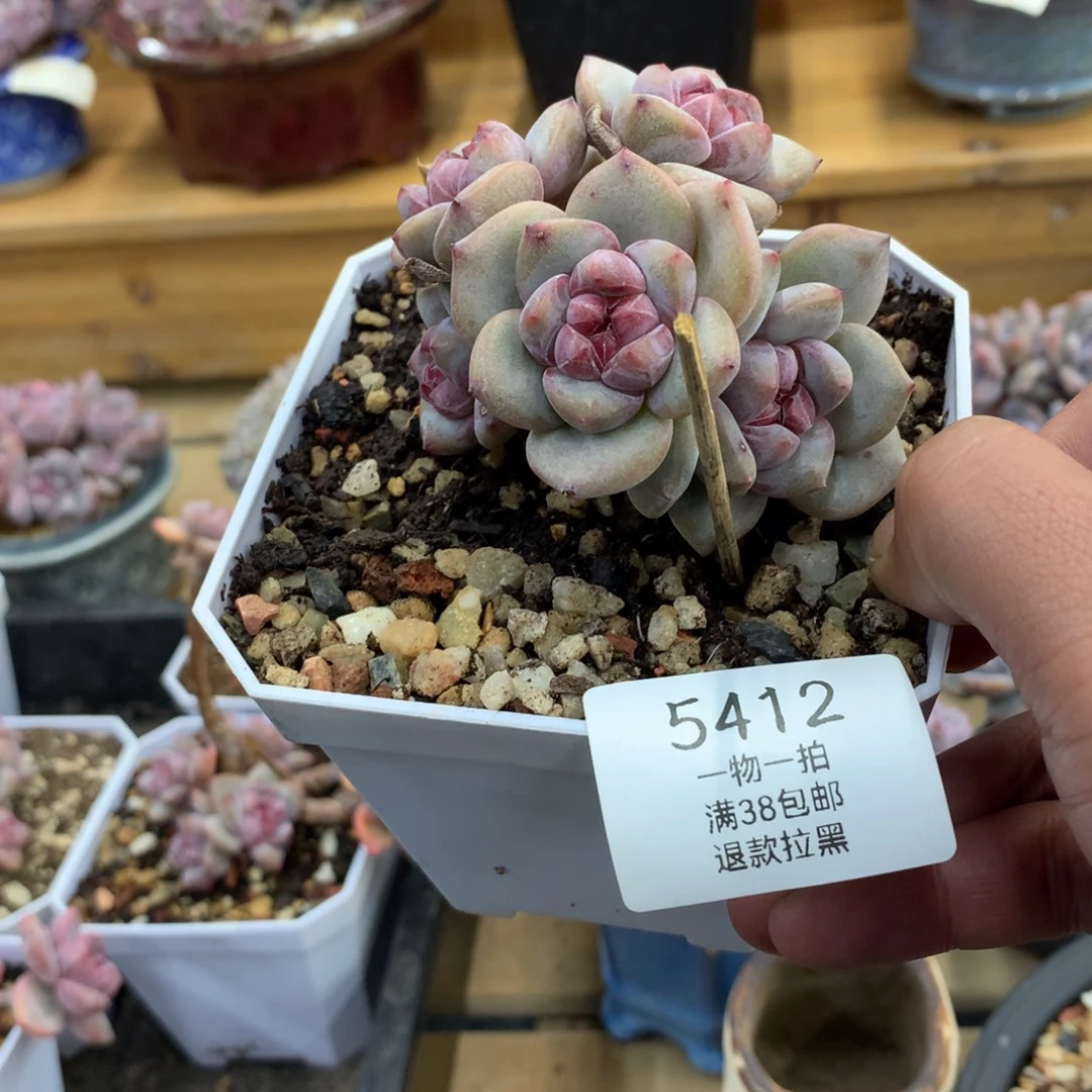 清***风5412清风专拍石榴籽默认有砍