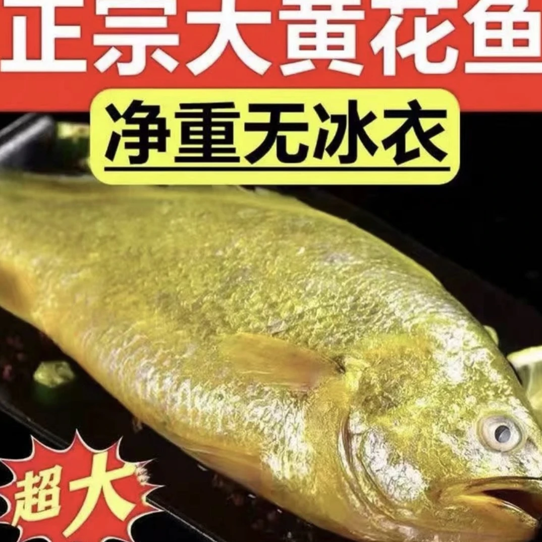 海捕半野生黄花鱼顺丰冷链独立包装肉质鲜嫩单条1.1-1.3 发 4条
