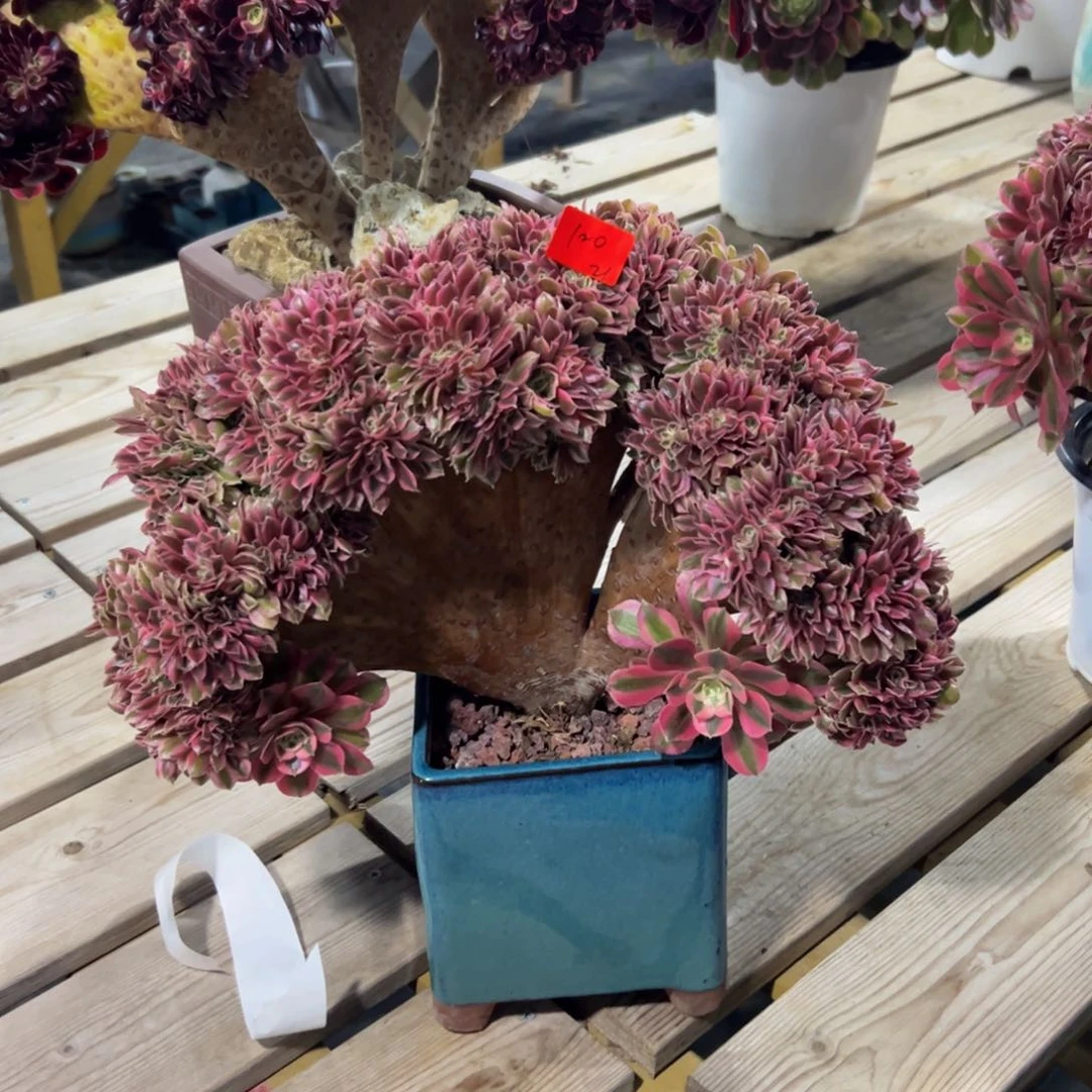 M*Y120炖肉植物发货女巫缀