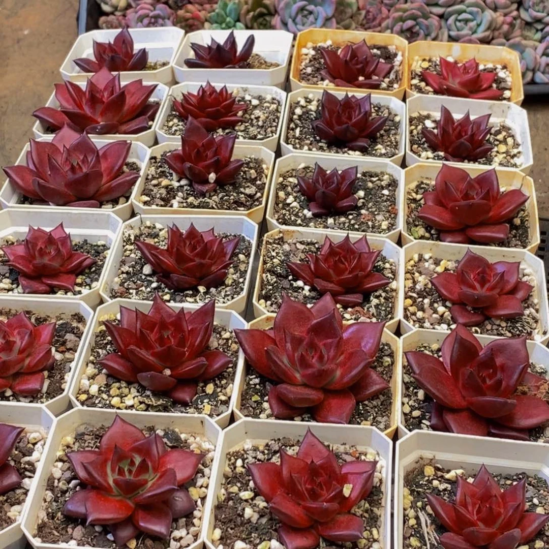 631的人和事都是一样的人和人