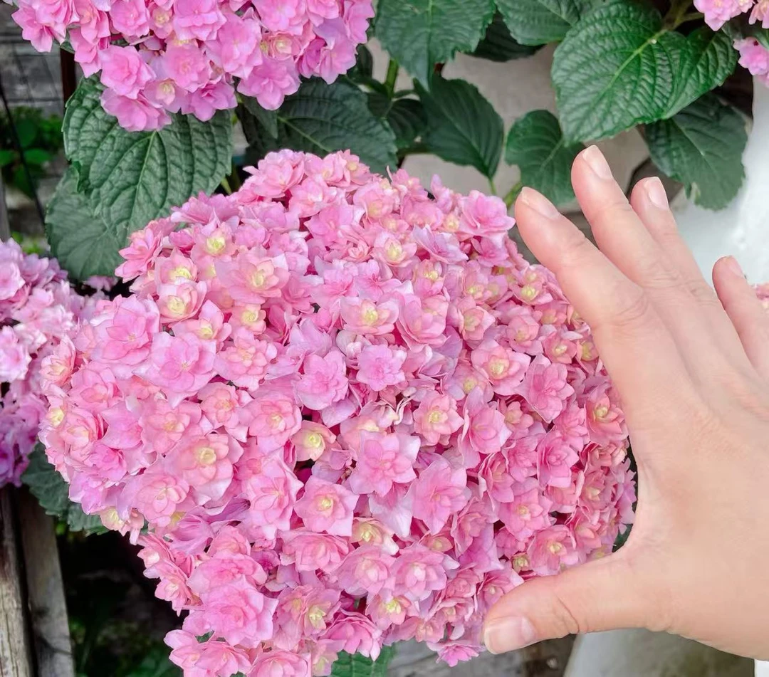 （粉色你我在一起）小花重瓣绣球花，带盆带土庭院阳台云南昆明发货