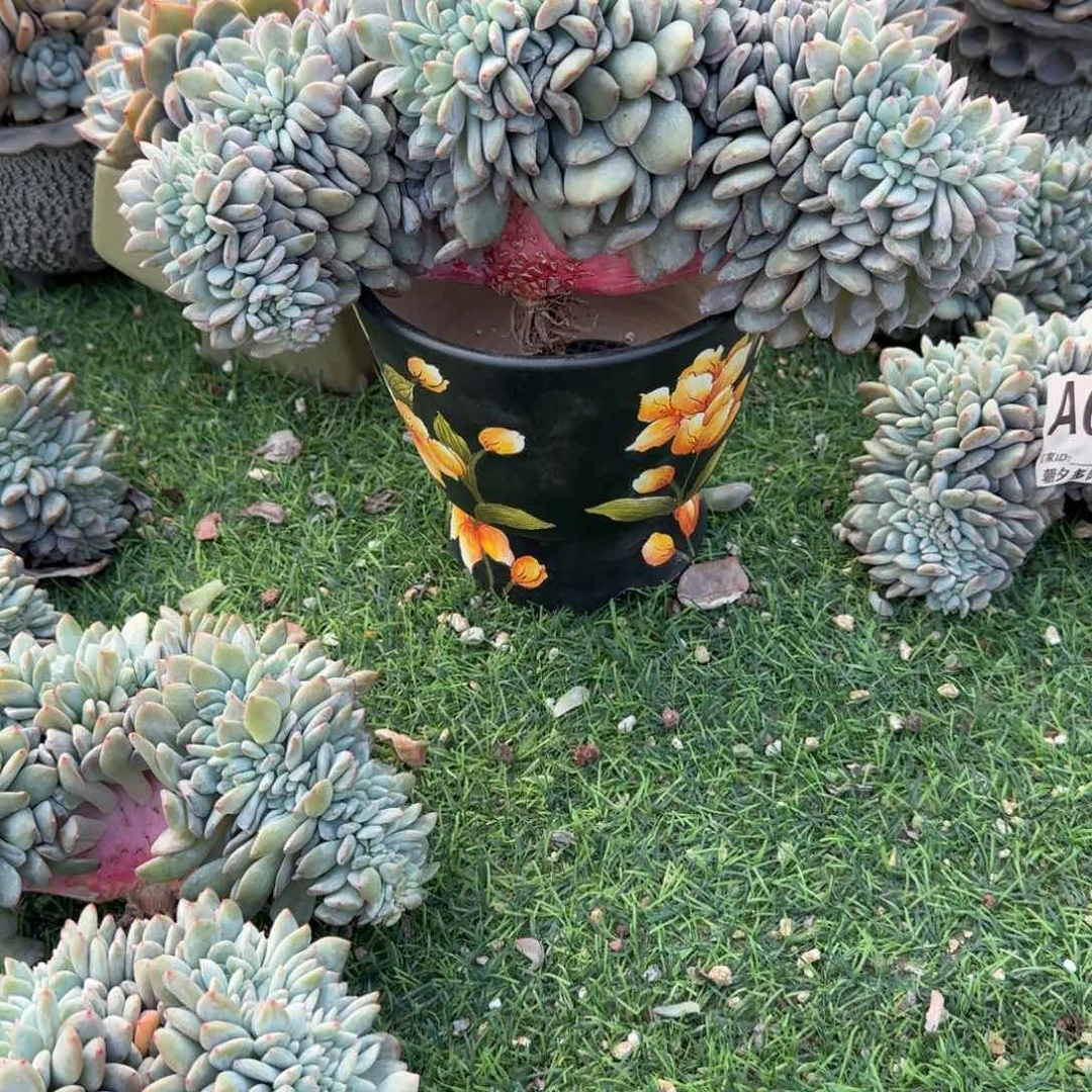 星影大树缀化呀呀呀