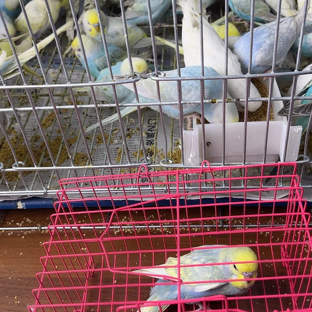 虎皮鹦鹉金彩鹦鹉