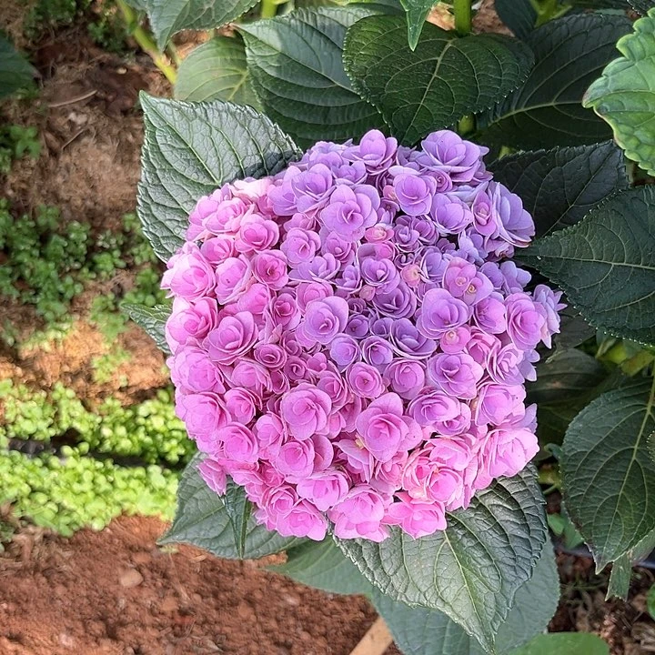 绣球基地现采K177