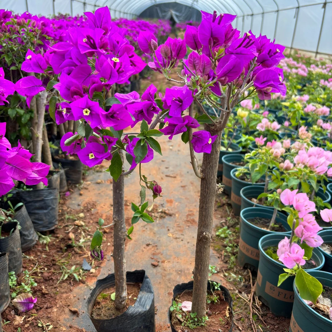 无品牌 60高云南紫三角梅黑袋2棵