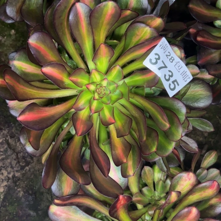 3735南晚霞多肉植物