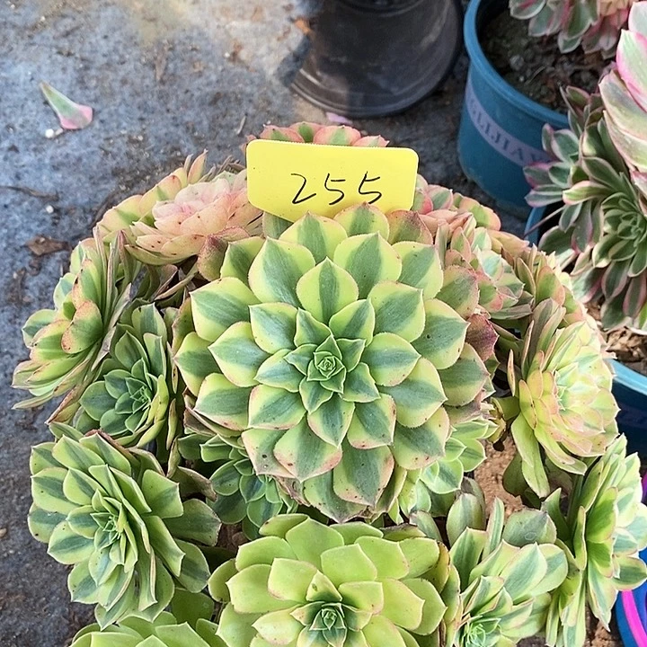 255 一颗雨何法师多肉