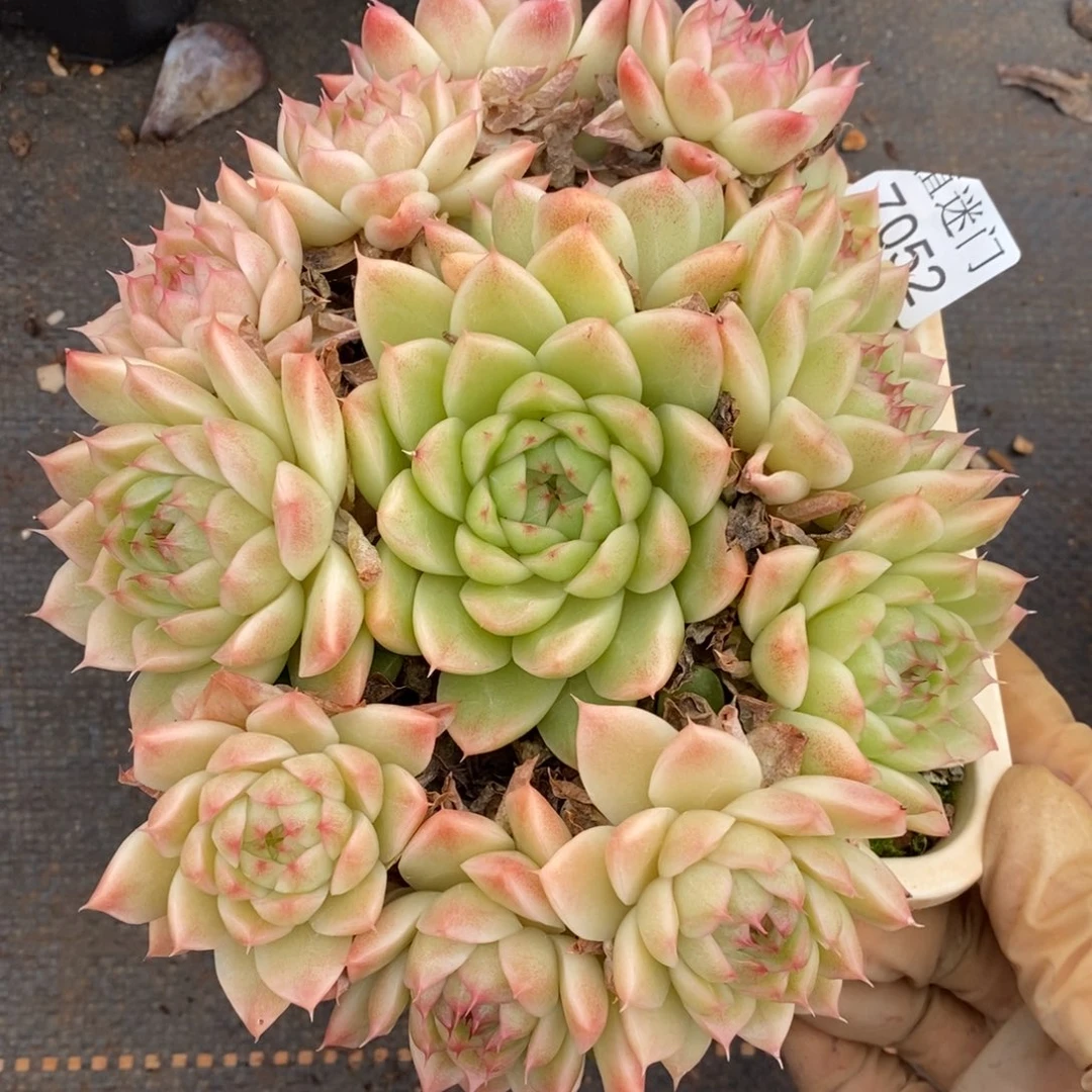 如***令杂交精品多肉7052~15厘米