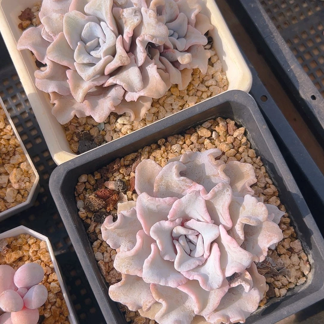 渔**块白饺子皮两颗87号一物一拍