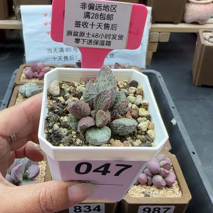 047大鱼海棠多肉植物