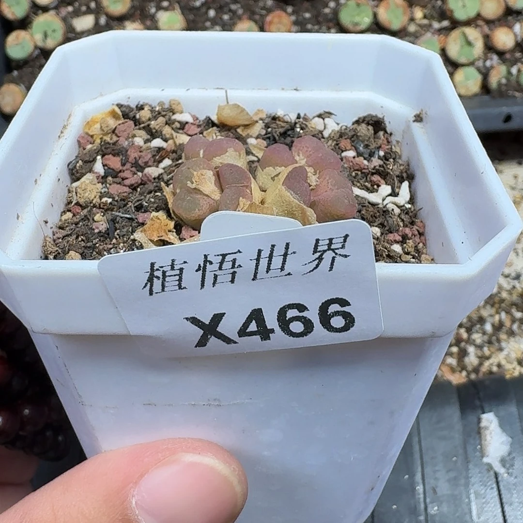 466号去多肉植物