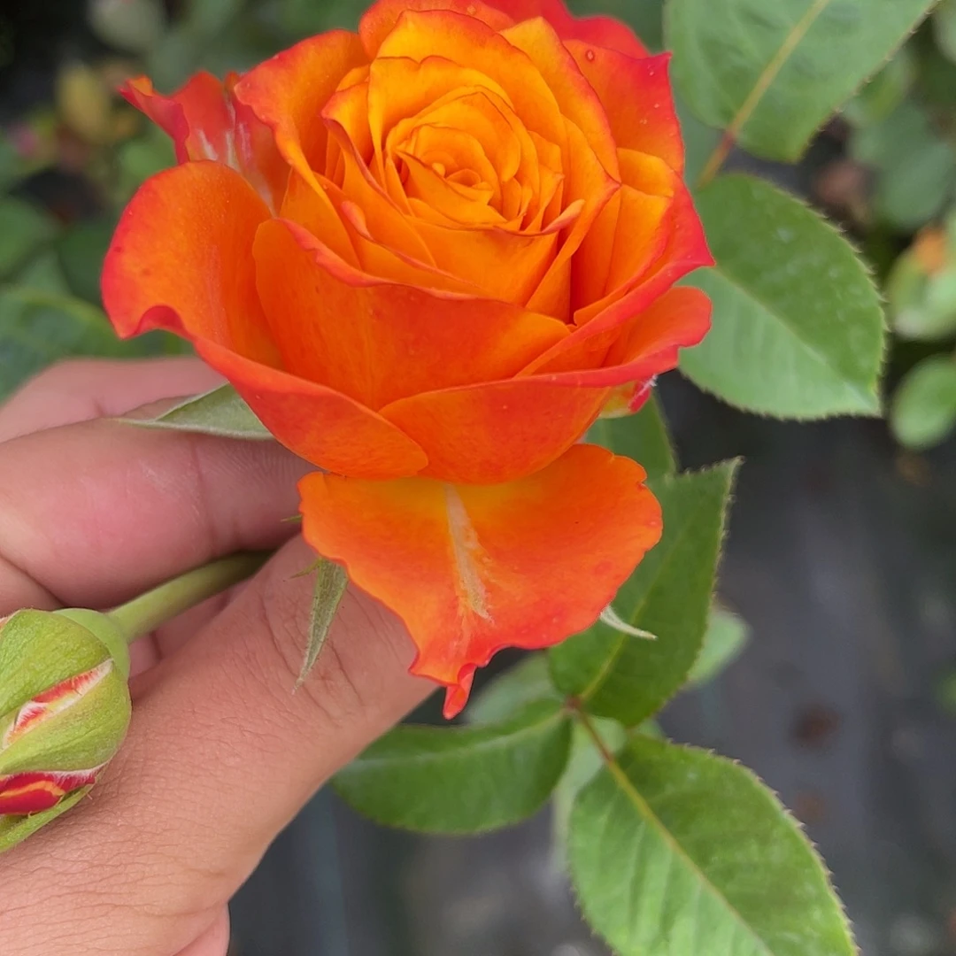 无花朵———切花火焰。福利款