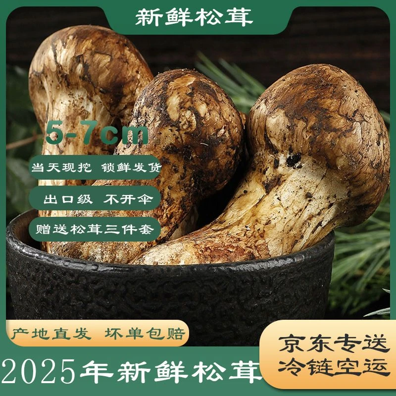 甘孜州野生5-7cm新鲜松茸菌菇高品质不开伞特色菌菇煲汤刺身