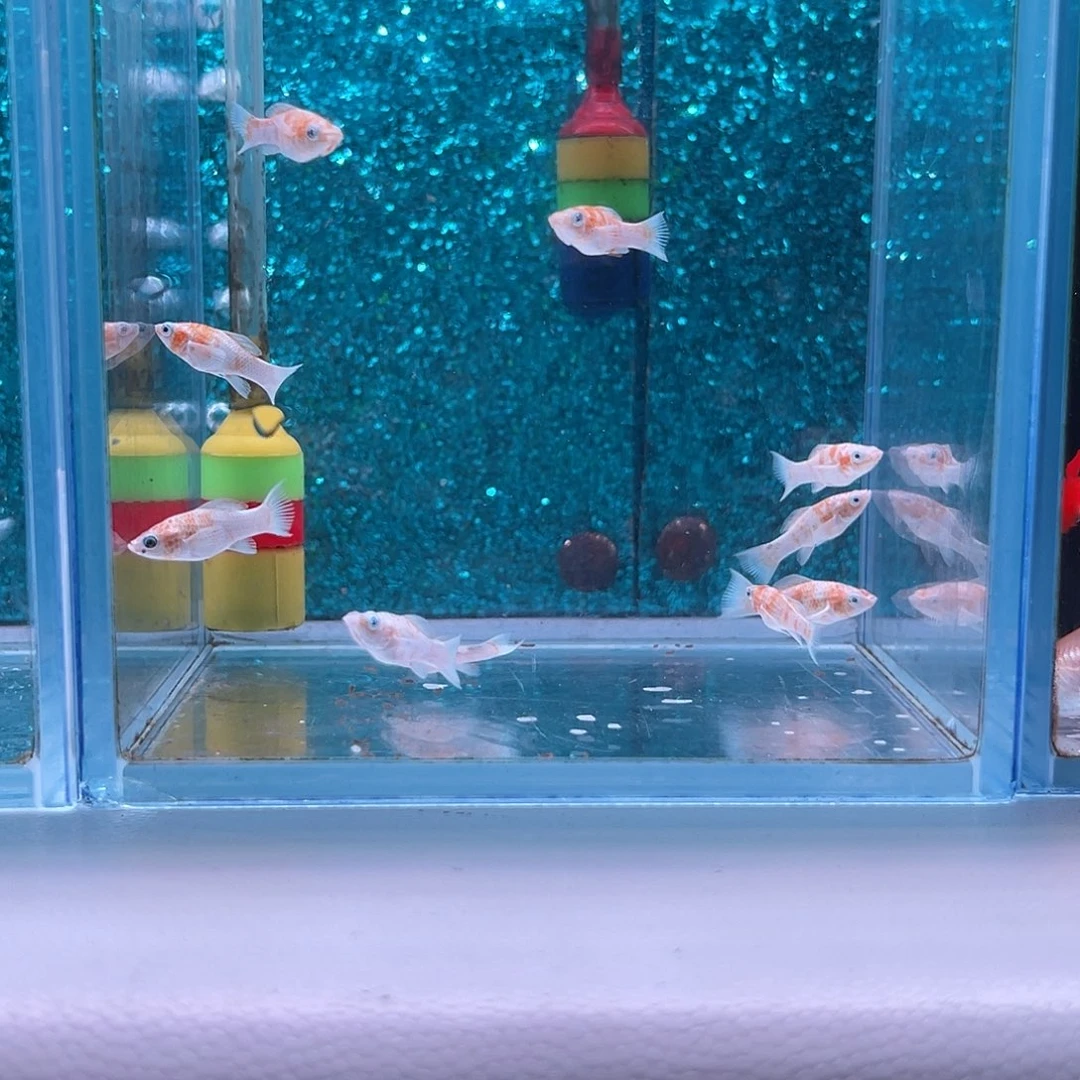 狮***.孔雀鱼287号玛丽苗子8+2备损