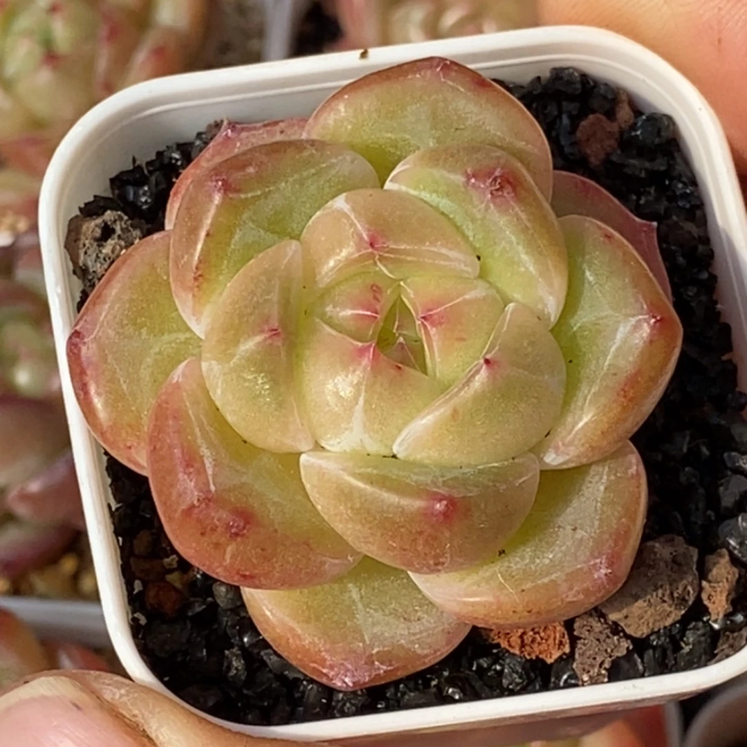 天官赐福百无禁忌